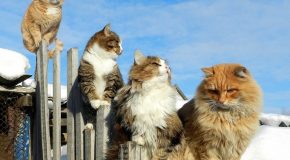 Des fermiers avec des chats de Sibérie comme gardiens