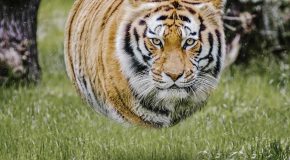 Des animaux tous ronds, des créations sorties de Photoshop