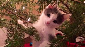 Les chats et les chiens s’expriment en période de fin d’année!