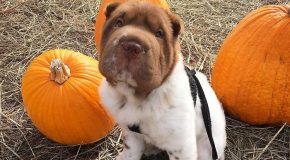Un chien de race Shar-Pei incroyablement mignon en photo