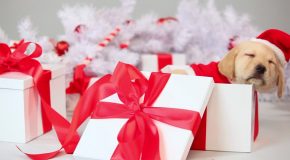 Cadeaux de Noël pour enfants et pour animaux!