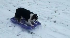 Un chien trop intelligent! Il fait de la luge sans personne pour l’aider!