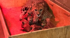 Huit bébés guépards, un record pour cette naissance dans un zoo