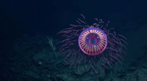 Une drôle de méduse filmée à 1200 mètres de profondeur!