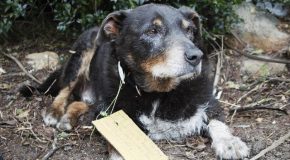 Un chien sauve un autre chien et revient chez lui après des heures d’absence
