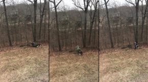 Deux chiens tentent de garder le sapin de Noël, mais papa refuse!