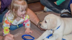Un chien d’alerte sauve la vie de sa protégée à 8 kilomètres de distance