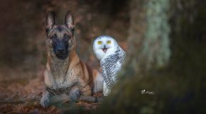 Une photographe capture l’amitié insolite entre son chien et ses hiboux