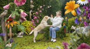 Un artiste numérique documente la vie des chiens adoptés