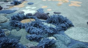 Elle confectionne des tapis aux couleurs des fonds marins