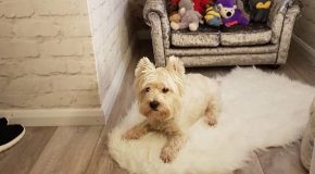 Ils réalisent une chambre pour leur chien et c’est absolument magnifique!