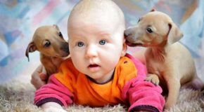 Des bébés avec des chiots, des moments trop beaux