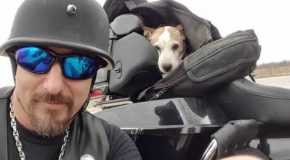 Un motard récupère un chien jeté sur la route et c’est une nouvelle aventure pour eux!