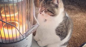 Les chats et le chauffage, en période de grands froids, c’est si mignon!