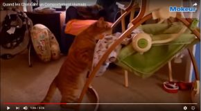 Comportements étranges de chats, ils imitent leurs humains!
