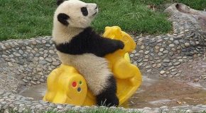 Des animaux incroyablement drôles et mignons!