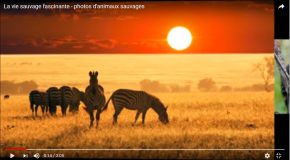 Les animaux sauvages dans de superbes clichés qui font du bien!