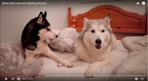 Deux chiennes discutent d’une drôle de façon sur le lit de leur maître