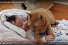 Des chats en admiration devant le bébé de la famille