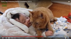 Des chats en admiration devant le bébé de la famille