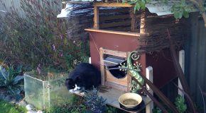 Elle construit une maison pour son chat dans son jardin et c’est une bonne idée