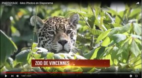 Des voyages, des paysages de rêve et des animaux