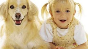 Similitudes entre bébés et chatons, enfants et chiens…