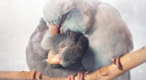 Les oiseaux peuvent aussi être d’excellents animaux de thérapie!
