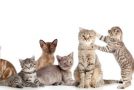 Sans les chats, l&rsquo;humain ne serait jamais heureux! Vrai ou faux?