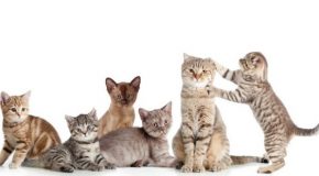 Sans les chats, l’humain ne serait jamais heureux! Vrai ou faux?
