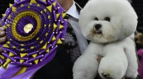 Flynn, le bichon vainqueur du concours canin de New-york