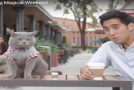 Un peu de magie avec un homme et le chat de son ami