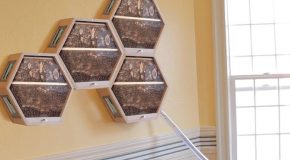 BEEcosystem, la ruche qui s’installe dans la maison des humains