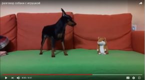 Un chien intrigué devant une peluche qui aboie comme lui
