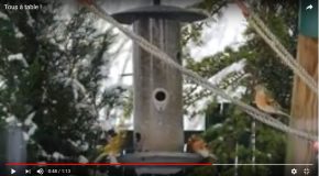 Des oiseaux à l’heure du déjeuner, c’est magnifique d’avoir à manger!
