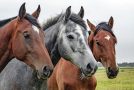 Les chevaux dans une belle présentation musicale très agréable