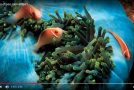Les plus beaux animaux et paysages marins, c’est super comme découverte!