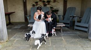Des mariés avec des chiots comme bouquet de fleurs, c’est beau et insolite!