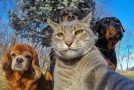 Lorsque l’humain transforme son animal de compagnie
