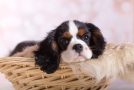 Les chiots, les plus beaux bébés du monde animal