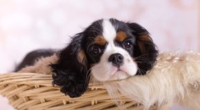 Les chiots, les plus beaux bébés du monde animal