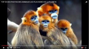 Certains animaux sont étranges, la preuve en image!