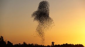 Il capture la danse des étourneaux et c’est magnifique