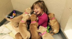 Les refuges pour animaux et le bénévolat, c’est très intéressant!