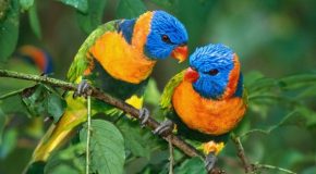 Des oiseaux et rien que des oiseaux, parce qu’ils sont magnifiques!