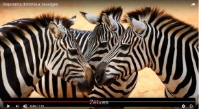 Animaux sauvages en image avec leur nom et une musique pour tous