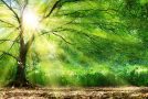 Douce musique et superbes clichés de forêts