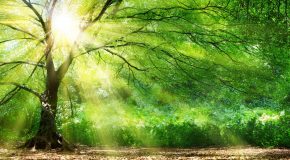 Douce musique et superbes clichés de forêts