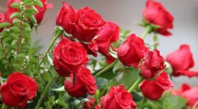 Des fleurs, des roses surtout et une douce musique