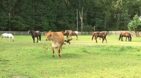 Une vache nommée Bobo qui vit comme un chien